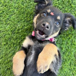 Negocio Snoopy Hospital - Spa - Boutique