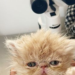 Svi - S. Veterinario Integral