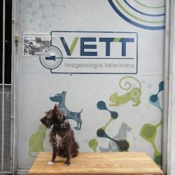 UltrasonografÍa DiagnÓstica Veterinaria