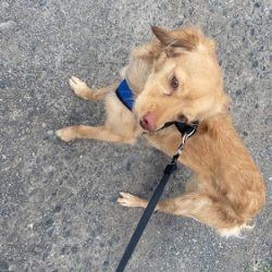 Unidad De Control Animal Municipal, Ucam