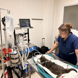 Unidad De Cuidados Intensivos Veterinarios