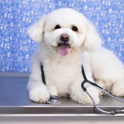 Negocio Urbanpets Veterinaria Y Estética Canina