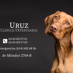 Negocio Uruz Clínica Veterinaria - Chihuahua