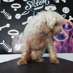 Vet-care Clinica Veterinaria