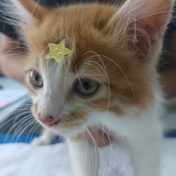 Vetcoon Clínica Veterinaria