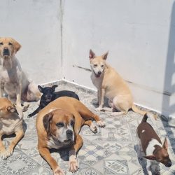 "veterinaria 2 Caminos"