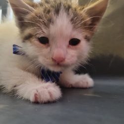 Veterinaria Agrícola