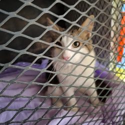 Veterinaria Albatros