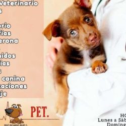 Negocio Veterinaria Animal Pet
