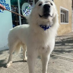 Negocio Veterinaria Animalandia