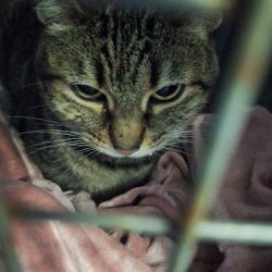 Negocio Veterinaria Azcan