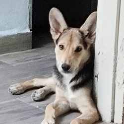 Negocio Veterinaria Bichos