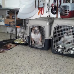 Veterinaria Bulldogs