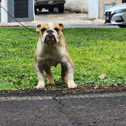 Veterinaria Carretas Dog Vet