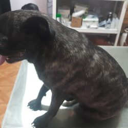 Negocio Veterinaria Catdog