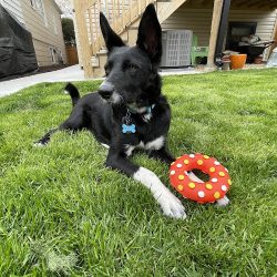 Veterinaria Como Perros Y Gatos