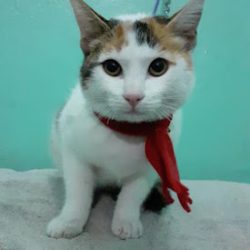 Veterinaria Dog-thor