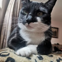 Veterinaria Dogtores