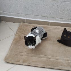 Veterinaria Dr. Arturo