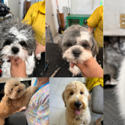 Veterinaria - Dra. Mascotas