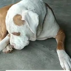 Veterinaria El Caporal