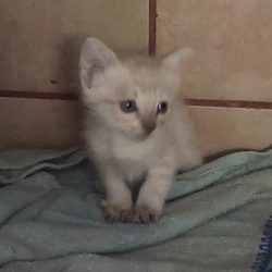 Veterinaria El Paraiso