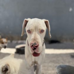 Veterinaria & Estetica Canina "electrocan"