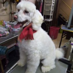 Negocio Veterinaria & 'estetica' Canina Estética "karvid"