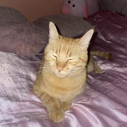 Negocio Veterinaria Estetica Canina