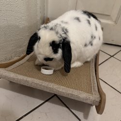 Negocio Veterinaria Gamma