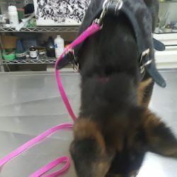 Veterinaria Glandorff