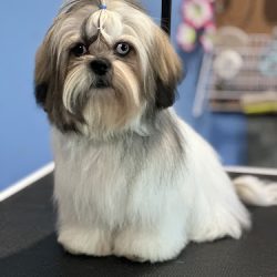 Negocio Veterinaria Healty Paws Consult. Vet. Y Estética Canina