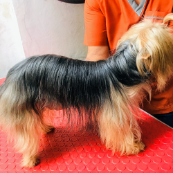 Veterinaria Huellitas Del Puerto