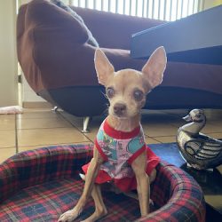 Negocio Veterinaria Hunter