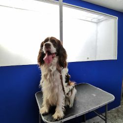 Negocio Veterinaria Imperial Canin Calera.