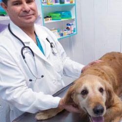 Veterinaria K-nijitos.