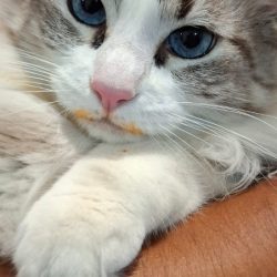 Veterinaria Katu Vet