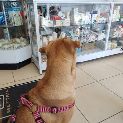 Negocio Veterinaria Michi Kanichi