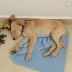 Veterinaria Miura "sucursal Haciendas"