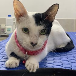 Negocio Veterinaria Morelos X Alpha Vet+shop