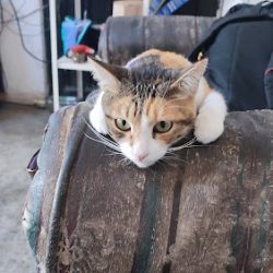 Veterinaria Morgan's