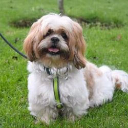 Veterinaria Ocoyoacac