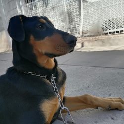 Negocio Veterinaria Pup-pet