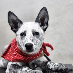 Veterinaria Queretaro