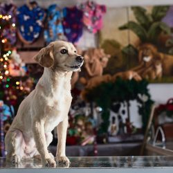 Negocio Veterinaria Ramírez