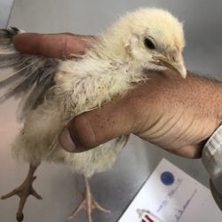 Veterinaria Regiomontana