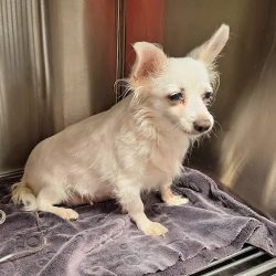 Veterinaria Salud Animal Suc Hércules