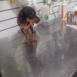 Veterinaria San Francisco