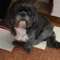 Veterinaria Scooby Doo