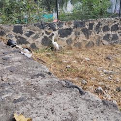 Veterinaria Tlama-yulqui